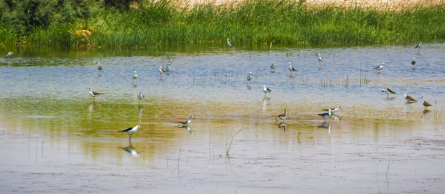 The Azraq Wetland Reserve in Jordan