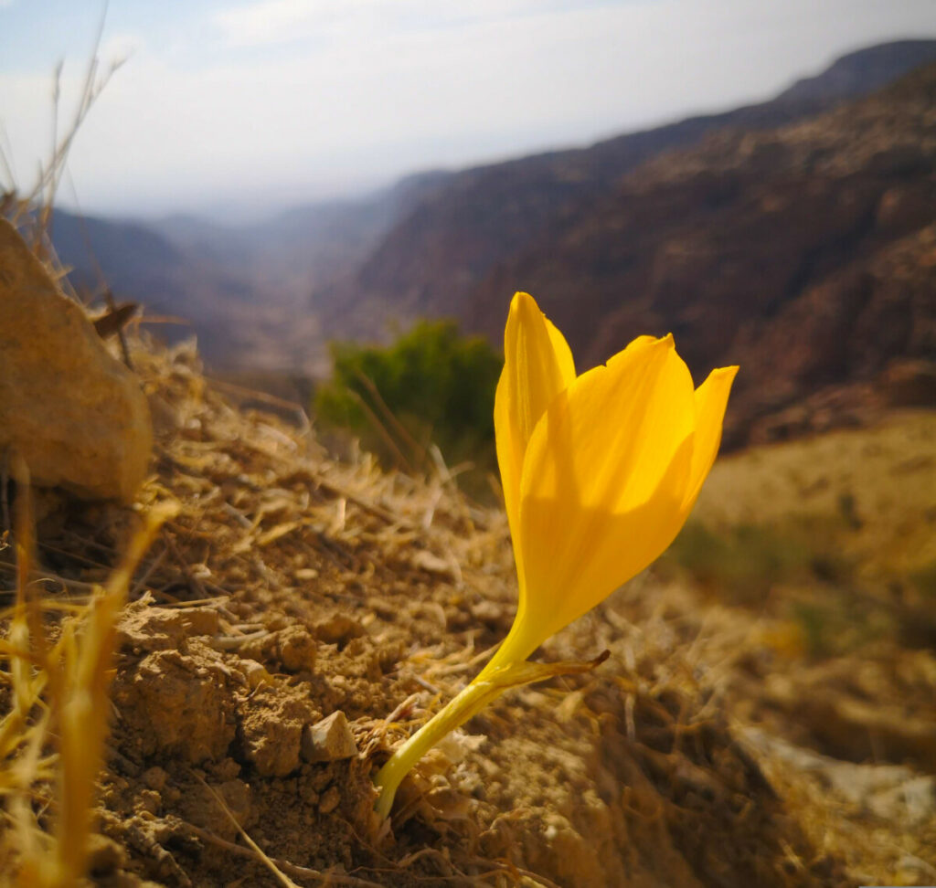 Hiking in Dana Biosphere Reserve – Get the Best Views in Dana, Jordan